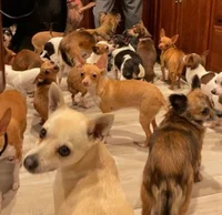 Army of Chihuahuas