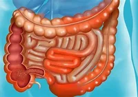 intestine