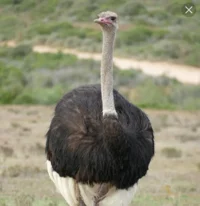 ostrich