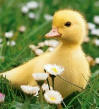 Duckling