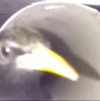 Bird in a Pipe