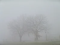 The Fog