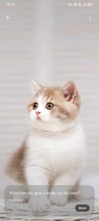 Giant kitty