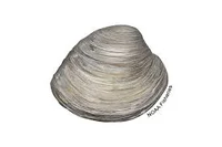 clam