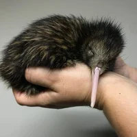 A kiwi