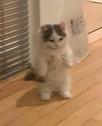 Elaine the talking c