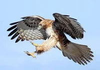Hiorgis The Hawk