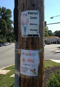Parrot bbq