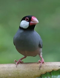 Rizz Birb