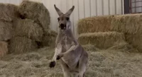 Kangaroo