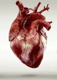 Human heart