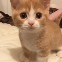 Cat simulator RPG