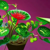 Venus Flytrap