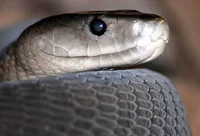 Black Mamba