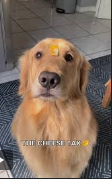 The cheese dog