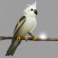 Cockatiel