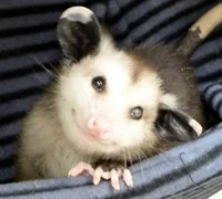 Opossum