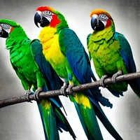 The parrots