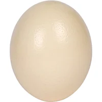 Talking Ostrich Egg