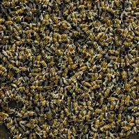 ten thousand bees