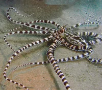Mimic Octopus