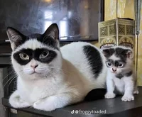 Child cat and mother