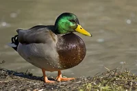 Duck