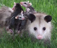 Mompossum