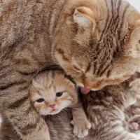 -Mommy cat