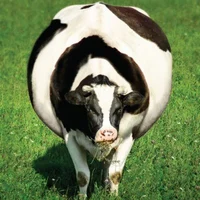 fat cow