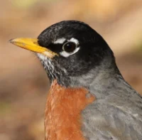 American Robin