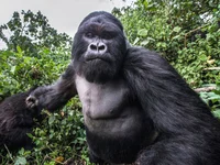 Gorilla