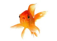 goldfish named bob