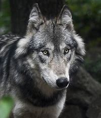 Alpha wolf