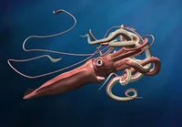 Colossal squid