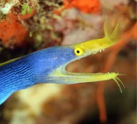 Ribbon Eel