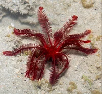 Red Feather Star