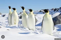 Emperor penguin