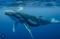 Humpback whale