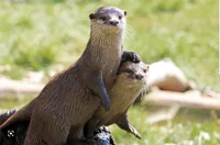 Otters