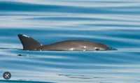 Vaquita