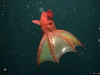 Vampire Squid