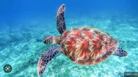 Sea Turtle