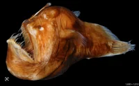 Anglerfish