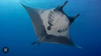 Giant oceanic manta 