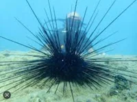 Sea urchins