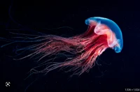 Jellyfish