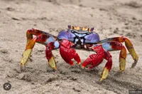 Crab