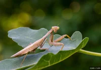 Praying Mantis
