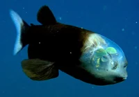 Barreleye